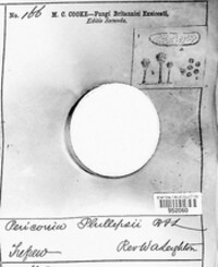 Leightoniomyces phillipsii image